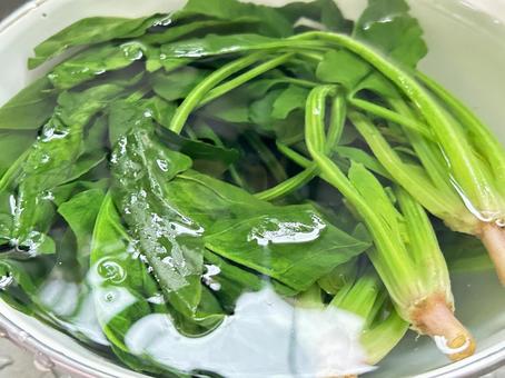ほうれん草　灰汁抜き中 ほうれん草,茹で,野菜の写真素材