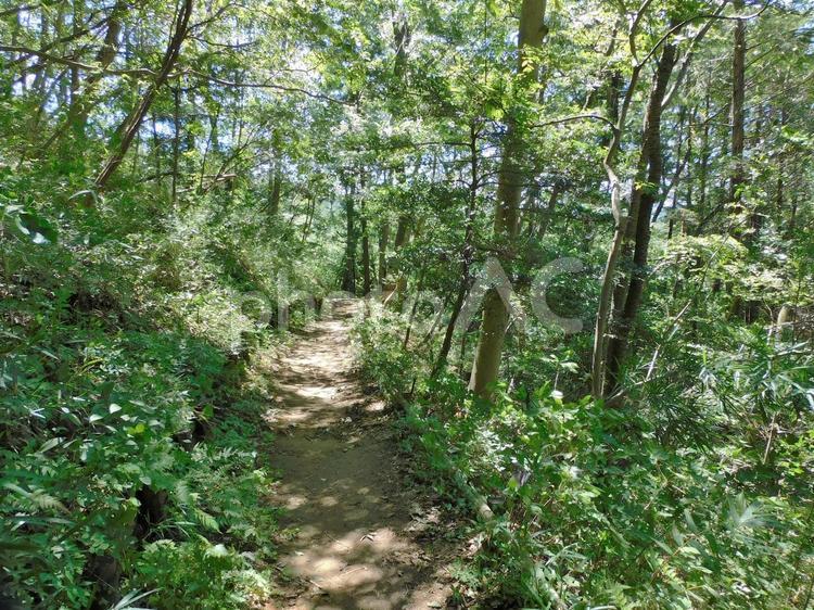 木漏れ日溢れる山道 山,道,木の写真素材