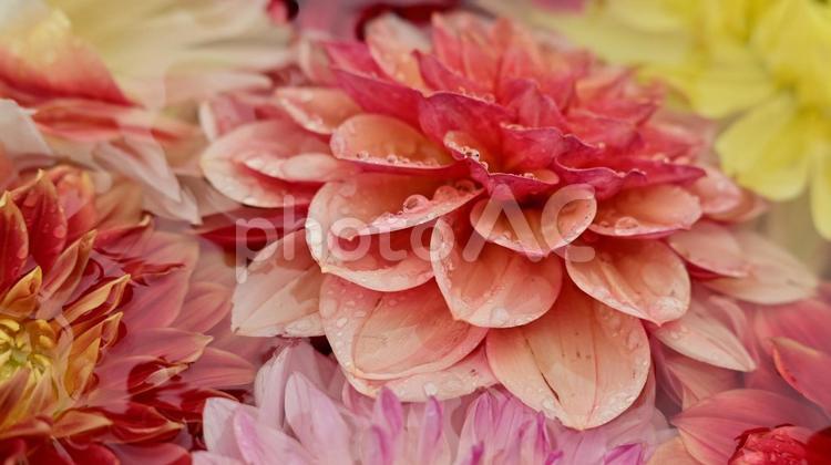 雨に濡れるダリア ダリア,お花,フラワーの写真素材