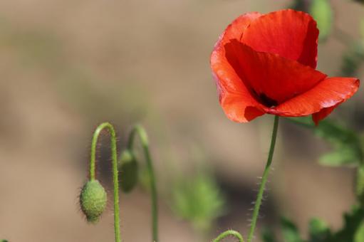 赤いポピーの花 赤いポピーの花の写真