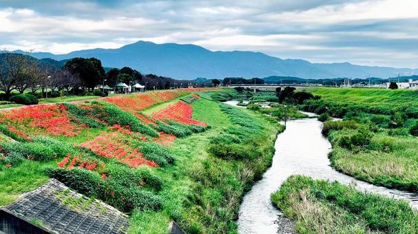 犬鳴川河川公園のヒガンバナまつり 犬鳴川河川公園,宮若市,ヒガンバナの写真素材