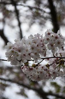 桜(染井吉野・ソメイヨシノ) 桜(染井吉野・ソメイヨシノ) 桜,染井吉野,花見の写真素材