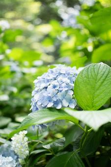 Hydrangea, JPG Hydrangea, JPG