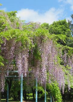 Blue sky and wisteria flowers (purple), JPG Blue sky and wisteria flowers (purple), JPG