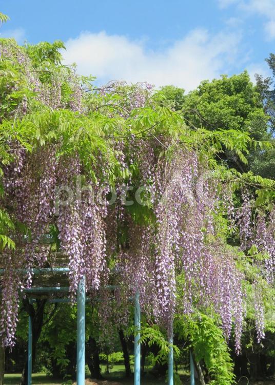 青空と藤の花(紫) 藤,青空,空の写真素材