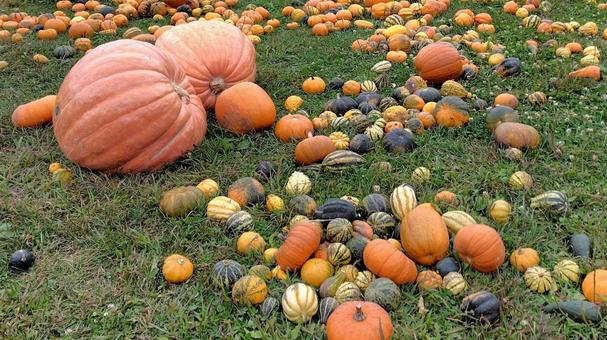 ハロウィンのかぼちゃ ハロウィンのかぼちゃ ハロウィン,かぼちゃ,パンプキンの写真素材