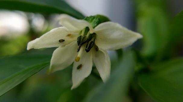 シシトウの花 シシトウの花の写真