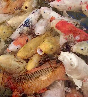 鯉の大群 鯉の大群の写真