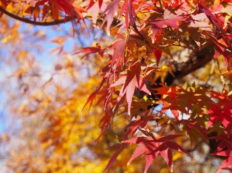 紅葉 紅葉の写真