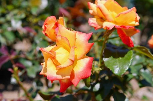 薔薇　チャールストン 薔薇,チャールストン,花の写真素材