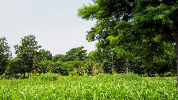 夏の水元公園・緑の夏草&木々(葛飾区) 夏の水元公園・緑の夏草&木々(葛飾区)の写真