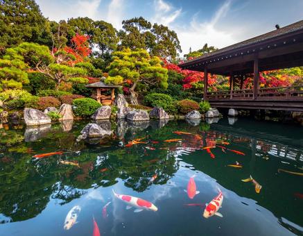 錦鯉のいる秋の日本庭園 錦鯉のいる秋の日本庭園の写真