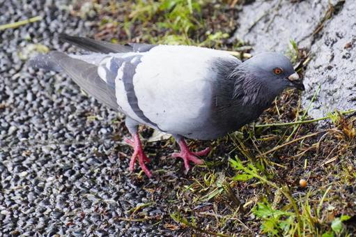 Pigeons, JPG Pigeons, JPG