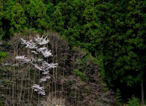 深山に咲く桜 深山に咲く桜 桜,春,森の写真素材