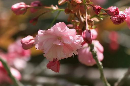 ボタンザクラ③の写真