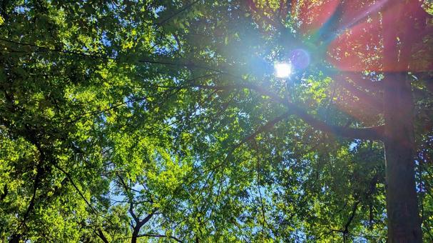 夏の森の木漏れ日背景素材 木漏れ日,木洩れ日,日差しの写真素材
