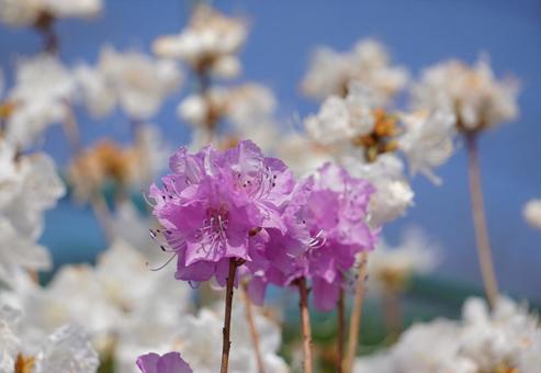 ツツジの開花 ツツジの開花の写真