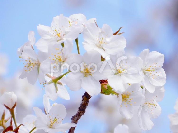 青空と桜の花のアップ 花見,桜,ソメイヨシノの写真素材