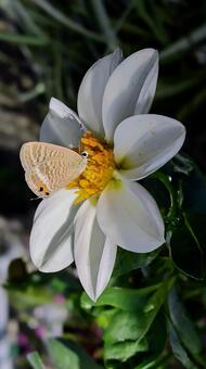 ウラナミシジミとダリア～縦位置２ 蝶,動物,ウラナミシジミの写真素材