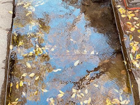 水面に浮かぶ落ち葉２ 落ち葉,秋,冬の写真素材
