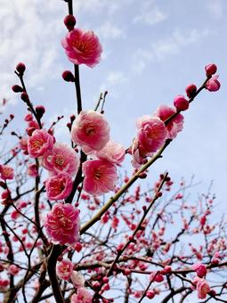 梅 梅の写真