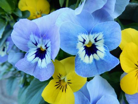 【花の写真】ピオラ ビオラ,三色菫,植物の写真素材