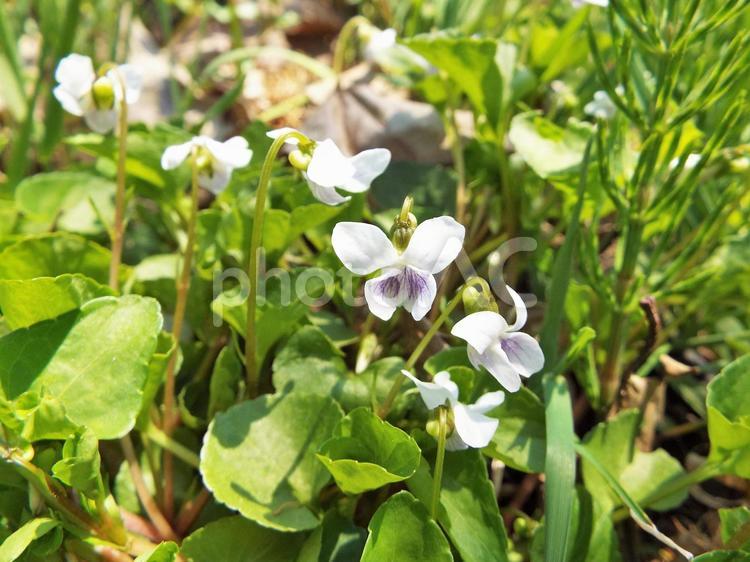 つぼすみれ・群生 春の花,春,初夏の写真素材