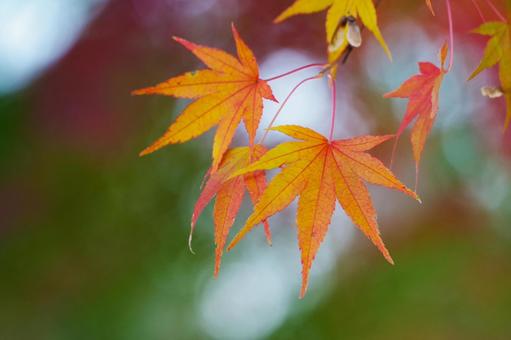 紅葉 紅葉の写真
