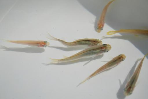 白い水槽を泳ぐ、メダカ 白い水槽を泳ぐ、メダカの写真