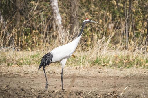 春の畦道を見つめるタンチョウ タンチョウ,鶴,野鳥の写真素材