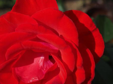 赤いバラ バラ,薔薇,roseの写真素材