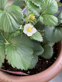 ベランダ菜園で育つイチゴの開花と若い実 イチゴ,いちご,苺の写真素材