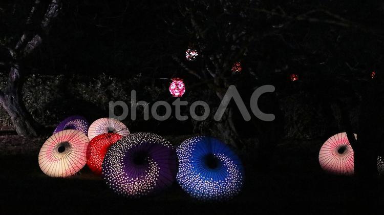 岩本山公園　早春の梅園で和傘アート 夜景,春,梅園の写真素材