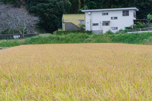 実りの季節を迎えた黄金色の田んぼ 実りの季節を迎えた黄金色の田んぼ 田んぼ,田園,稲穂の写真素材