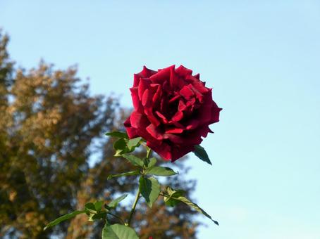 秋晴れの下に咲く真紅のバラの花 バラ,花,植物の写真素材