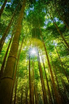 栃木県　竹林 栃木,栃木県,宇都宮市の写真素材