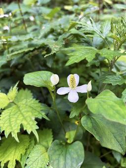 草むらに咲くドクダミ 草むらに咲くドクダミ ドクダミ,草むら,自生の写真素材