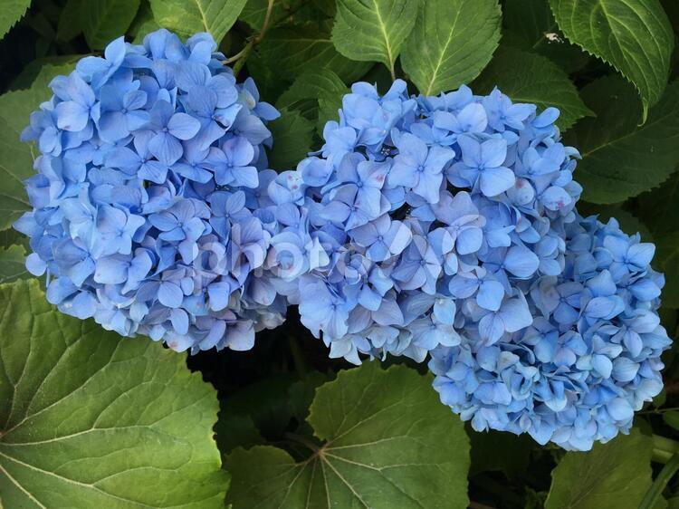 あじさい　hydrangea アジサイ,あじさい,紫陽花の写真素材