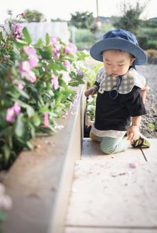 お花と赤ちゃん お花と赤ちゃん お花,赤ちゃん,花の写真素材