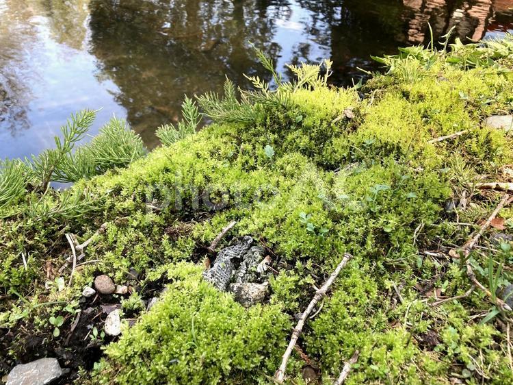 池のそばの小さな森 苔,モス,森林の写真素材