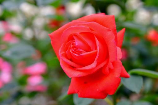 Red Rose, JPG Red Rose, JPG