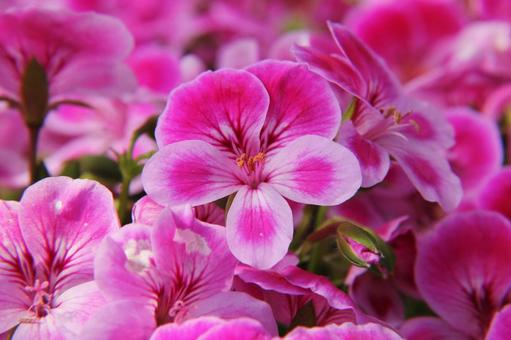 センテッドゼラニウム センテッドゼラニウム マクロ,センテッドゼラニウム,flowerの写真素材