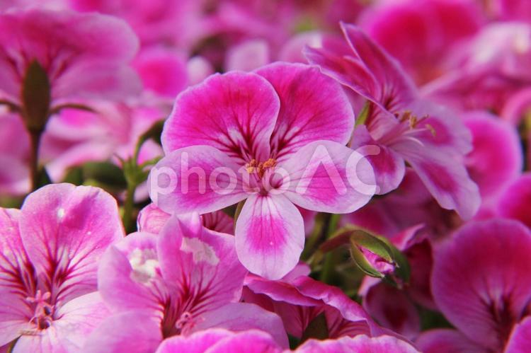 センテッドゼラニウム マクロ,センテッドゼラニウム,flowerの写真素材