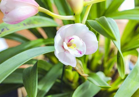 シンビジウムの写真