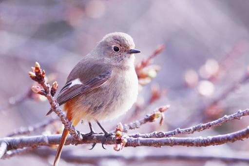 桜のつぼみと可愛いジョウビタキ 桜のつぼみと可愛いジョウビタキ 鳥,ジョウビタキ,冬の写真素材