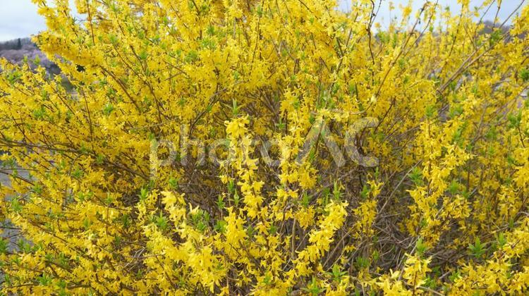 見頃をむかえたレンギョウ レンギョウ,ゴールデンベル,花の写真素材