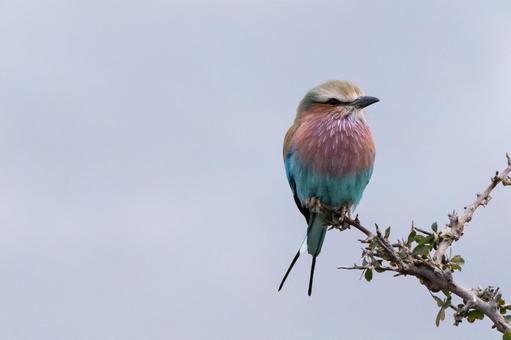ライラックニシブッポウソウ ライラックニシブッポウソウの写真