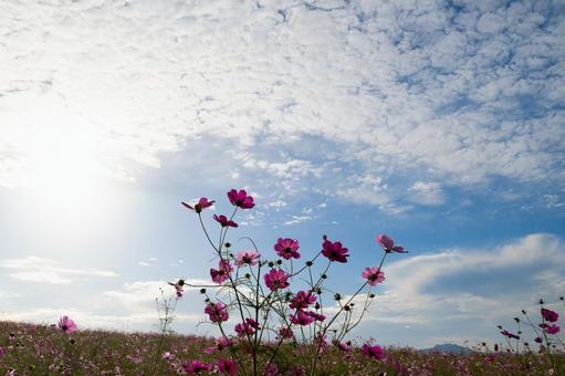 青空と鱗雲を背景に咲くマゼンタのコスモス コスモス,秋桜,花畑の写真素材