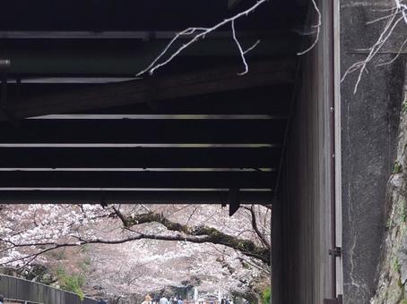 京都のインクラインから見える桜の写真