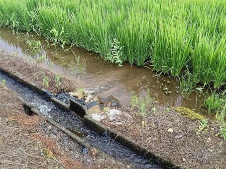 水田への湛水 湛水,給水,揚水の写真素材